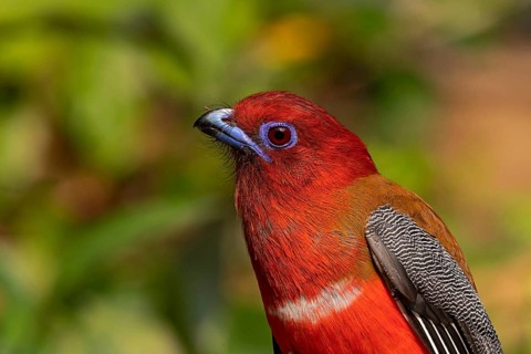 Red-headed Trogon (Harpactes erythrocephalus helenae) male, Yunnan, China