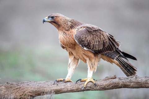 Bonelli's Eagle (Aquila fasciata) juvenile, Castile-La Mancha, Spain
