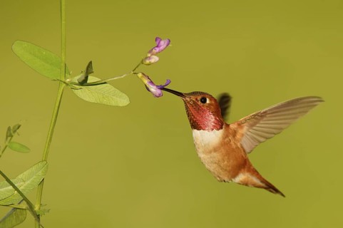 Rufous Hummingbird (Selasphorus rufus) female, Montana, USA