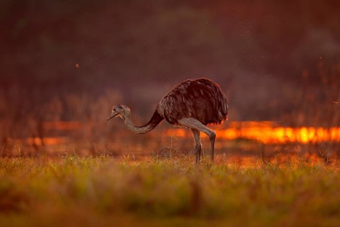 Greater Rhea, Rhea americana, big bird with fluffy feathers, animal in nature habitat, evening sun,