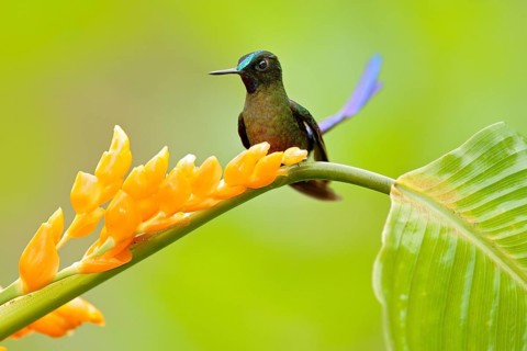 Wild nature bird. Hummingbird Long-tailed Sylph, Aglaiocercus kingi with orange yellow flower.