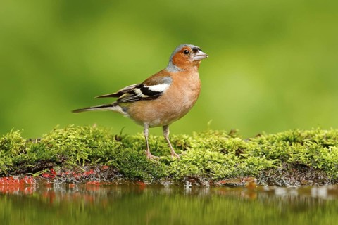 Beautiful songbird, Chaffinch, Fringilla coelebs, in water mirror, brown songbird sitting in the