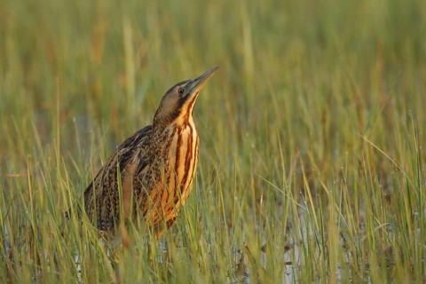 Eurasian Bittern (Botaurus stellaris) foraging, Austria