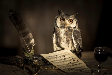 Southern White-faced Owl (Ptilopsis granti) captive, Germany