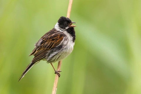 Common Reed Bunting (Emberiza schoeniclus) male singing, perched on a reed stalk, Poland