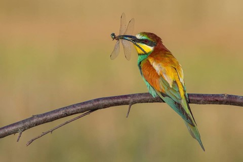 European Bee-eater (Merops apiaster) perched on a branch with a dragonfly in its beak, Serbia