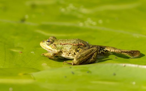 Teichfrosch (Pelophylax)