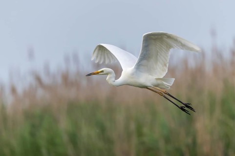 Great Egret (Ardea alba) flying, Subotica, Serbia