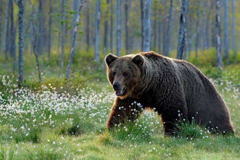 Brown bear walking in forest, morning light. Dangerous animal in nature taiga and meadow habitat.