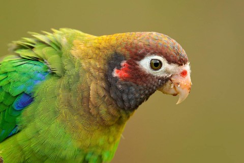 Detail of parrot head. Brown-hooded Parrot, Pionopsitta haematotis, portrait of light green parrot