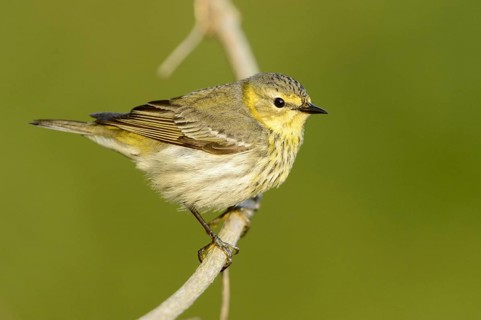 Cape May Warbler (Setophaga tigrina), Texas, USA