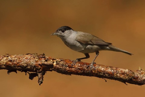 Eurasian Blackcap (Sylvia atricapilla) male, Utrecht, Netherlands