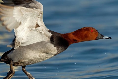 Common Pochard (Aythya ferina) male flying, Baden-Wuerttemberg, Germany