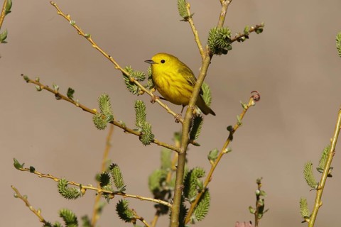 American Yellow Warbler (Setophaga aestiva) male, California, USA