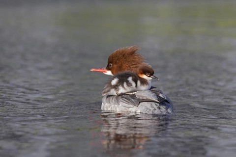 Common Merganser (Mergus merganser) female with chicks, Bavaria, Germany