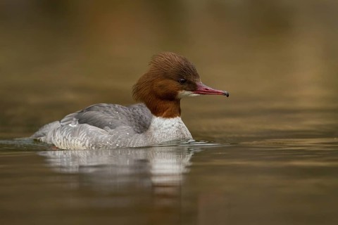 Common Merganser (Mergus merganser) female, Bavaria, Germany