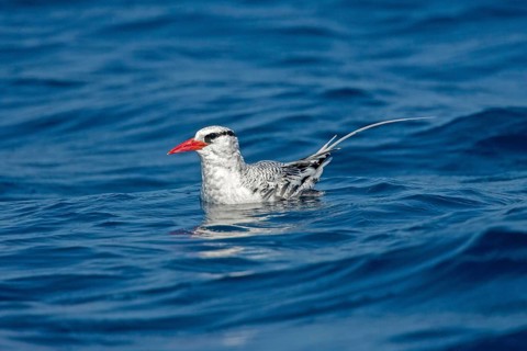 Red-billed Tropicbird Phaethon aethereus San Diego, California, United States 14 September Adult