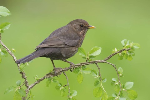Common Blackbird (Turdus merula) female, Germany