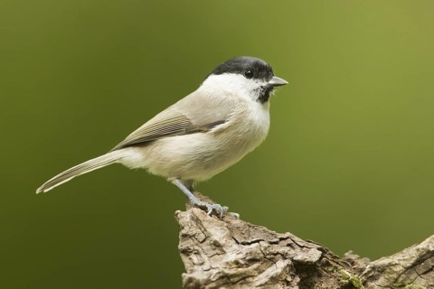 Marsh Tit (Poecile palustris), Rhineland-Palatinate, Germany
