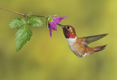 Rufous Hummingbird (Selasphorus rufus) male, British Columbia, Canada