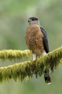Coopers Hawk (Accipiter cooperii) perched on a branch in Victoria, BC, Canada