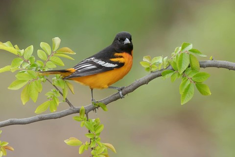 Baltimore Oriole (Icterus galbula) male, Texas, USA