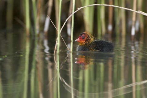 Eurasian Coot (Fulica atra) juvenile, Saxony, Germany