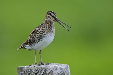 Common Snipe (Gallinago gallinago), Lower Saxony, Germany