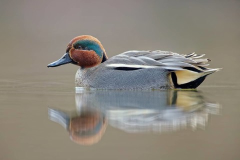 Krickente, Anas crecca Eurasian Teal, Anas crecca
