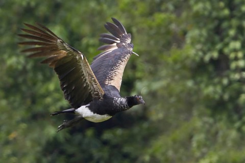 Horned Screamer (Anhima cornuta) flying, Manu National Park, Peru