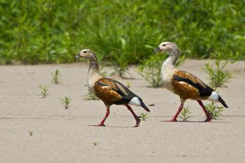 Orinoco Goose (Neochen jubata), Manu National Park, Peru