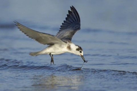 Black Tern (Chlidonias niger), Texas, USA