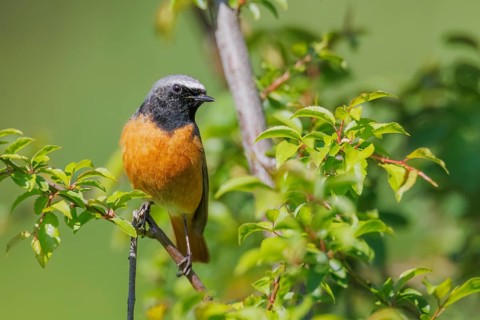 Common Redstart (Phoenicurus phoenicurus) male, Hesse, Germany