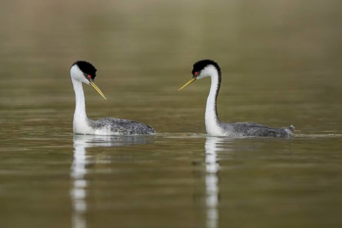 Western Grebe (Aechmophorus occidentalis) pair, California, USA
