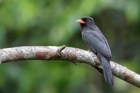 Black-fronted Nunbird (Monasa nigrifrons) perched on a branch in Manu National Park, Peru