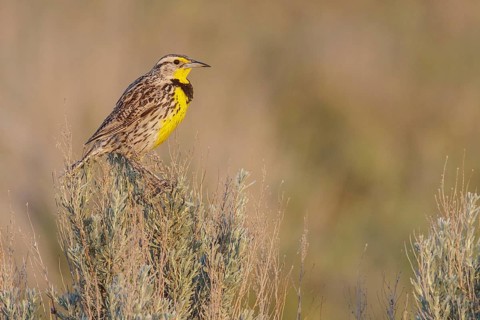 Western Meadowlark (Sturnella neglecta) perched on a branch in central Washington State, USA
