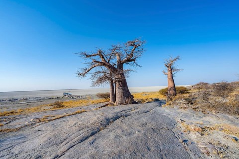 African baobab or baobab tree (Adansonia digitata), several trees overlooking the salt pan, Kubu