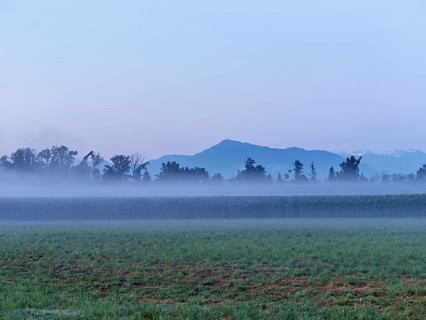 Fog over a cornfield, behind the Rigi, Schoren, Mühlau, Freiamt, Canton Aargau, Switzerland