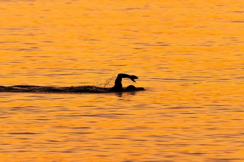 A man swims at sunrise on the Costa Rei, a coastline of the Italian island of Sardinia, in the