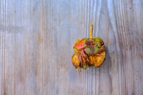 Caput apple, fallen fruit, Bavaria, Germany