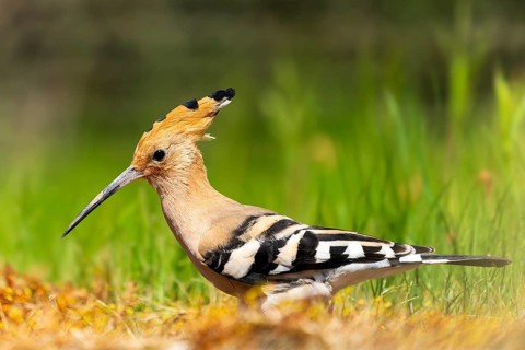 A Eurasian hoopoe stands in a meadow, surrounded by grasses, with striking feathers and a long