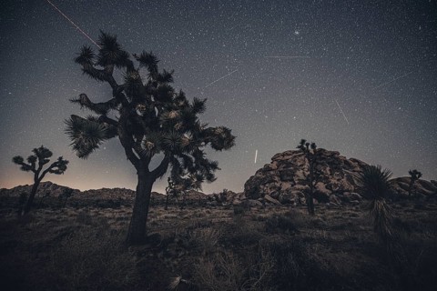 Starry sky in Joshua Tree National Park