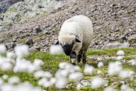 Two Valais Blacknose sheep (Ovis gmelini aries), in meadow with flowering white cotton grass, high