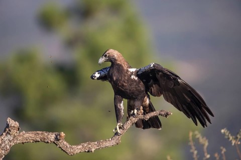 Iberian Eagle (Aquila adalberti), Spanish imperial eagle, Extremadura, Castilla La Mancha, Spain