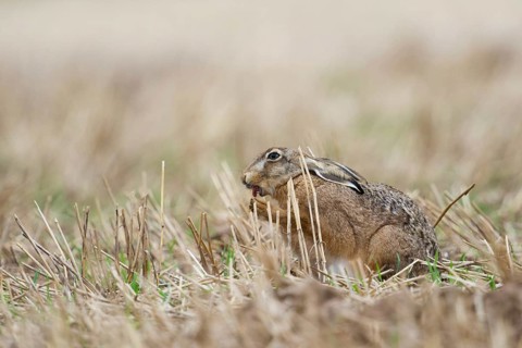 At the morning toilet... European hare (Lepus europaeus), hare cleaning itself on a stubble field