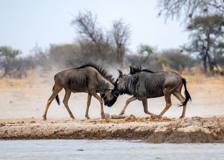 Blue wildebeest (Connochaetes taurinus), two males fighting at a waterhole, Nxai Pan National Park,