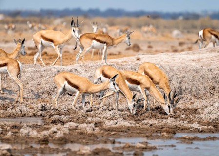 Herd of springboks (Antidorcas marsupialis) drinking at a waterhole, Nxai Pan National Park,