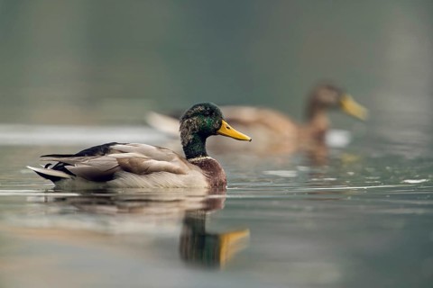 In moult... Mallard (Anas platyrhynchos), pair, drake in moult, largest and most common duck,