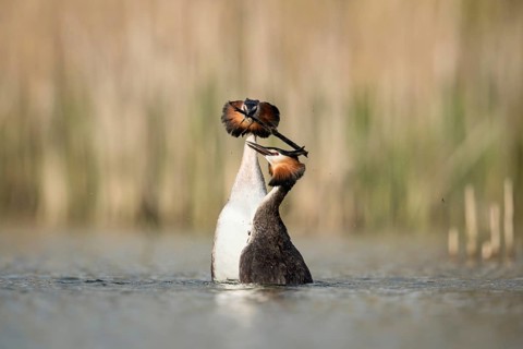 Penguin dance... Great Crested Grebe (Podiceps Scalloped ribbonfish) in courtship, characteristic