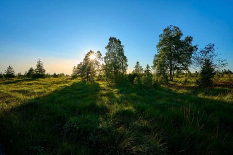 Sunset in a landscape with trees and shade over a green area, High Fens, Eifel, Liège, Belgium
